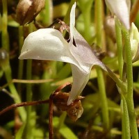 Utricularia graminifolia Vahl